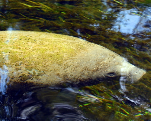 Wakulla Springs