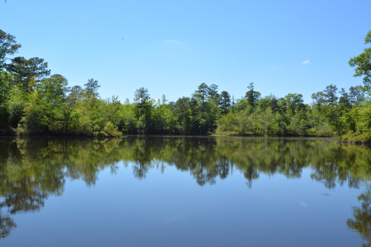 Bluff_site_banner