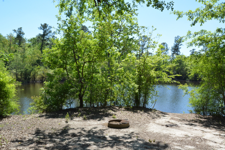 Bluff_site_banner
