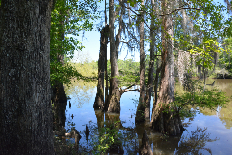 CottonLake2_site_banner