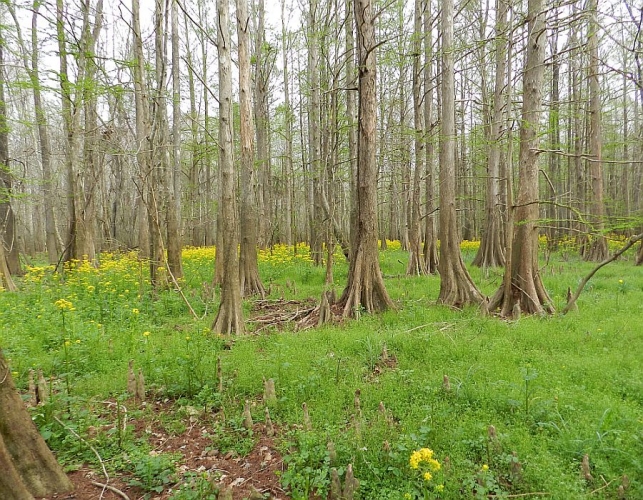 Beaverdam Creek Tract