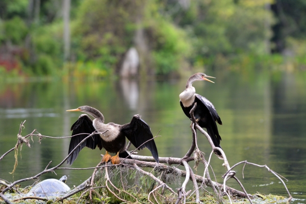 Wakulla Springs