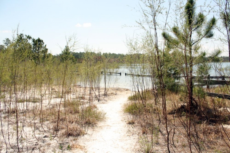 Rattle site banner