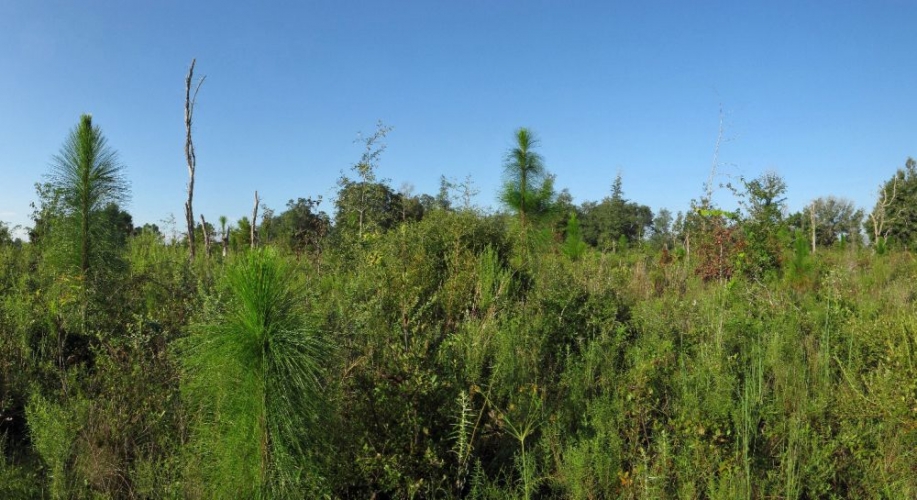 fitzhugh site banner