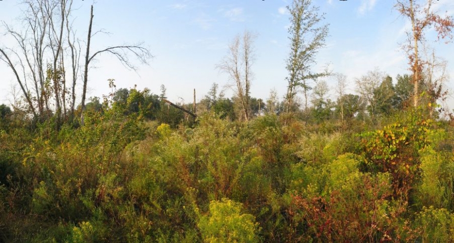 fitzhugh site banner