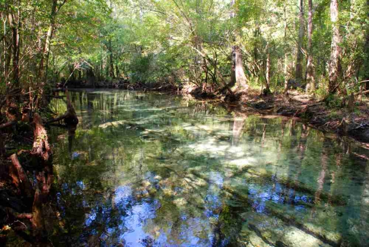 Photo of Econfina Creek Water Management Area