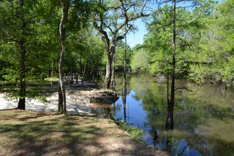 Live_Oak