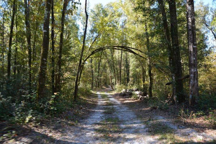 Nature_Trail