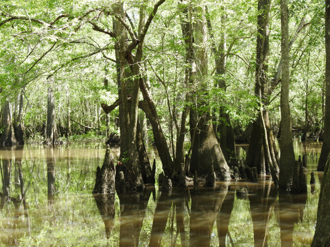 Spurling_Landing