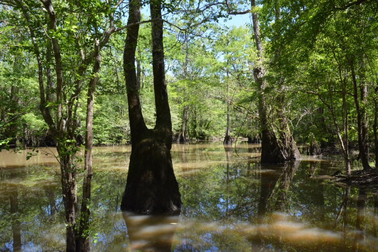 Tilley_Landing